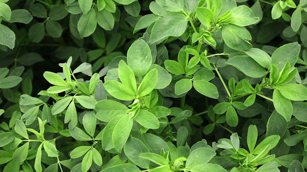 Alfalfa-X-Force-